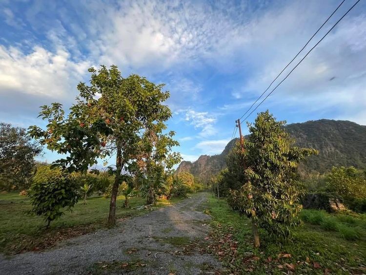 ขายที่ดินพร้อมสวนทุเรียน ทำเลดี เดินทางสะดวก ตำบลฉลุง อำเภอเมืองสตูล, ภาพที่ 4