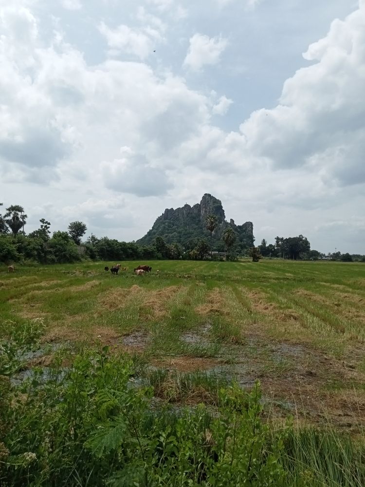 ขายที่ดินเปล่า ชุมชนตลาด  เขาย้อย เพชรบุรี (เหมาะกับลงทุน+เกษตร), ภาพที่ 4