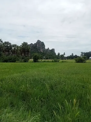 ขายที่ดินเปล่า ชุมชนตลาด  เขาย้อย เพชรบุรี (เหมาะกับลงทุน+เกษตร)