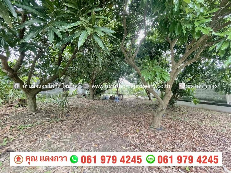 ขาย ที่ดิน 200 ตารางวา ใกล้หมู่บ้าน ชลลดา วัดลาดปลาดุก, ภาพที่ 4