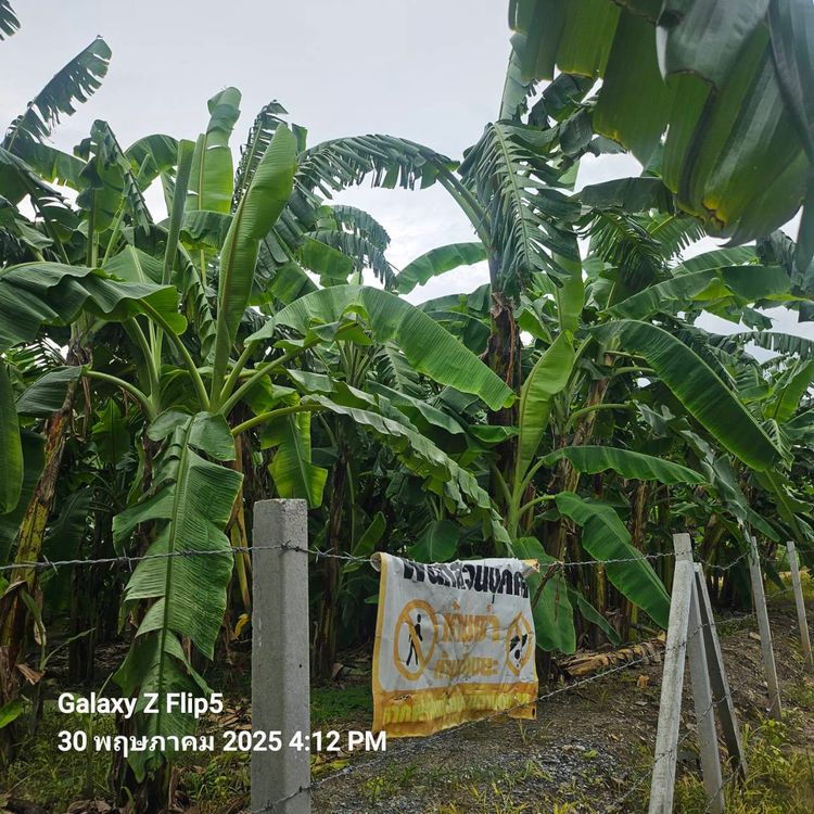 ขายที่ดินทำเลชินเขต 1 เหมาะสร้างบ้านเดี่ยว ออฟฟิศ ทาวน์โฮม หอพัก 200 43, ภาพที่ 4