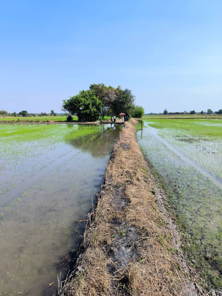 ขายที่ดินเปล่า ทำเลดีติดถนน ตำบลคลองสาม อำเภอคลองหลวง จังหวัดปทุมธานี, ภาพที่ 4