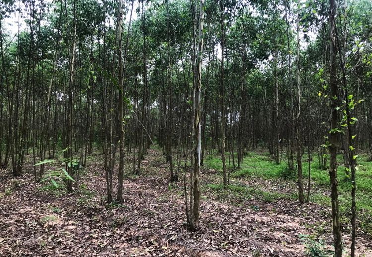ขายที่ดิน บ้านแก้ง เมืองสระแก้ว เนื้อที่ 4-1-60 ไร่ ราคาต่อรองได้, ภาพที่ 4