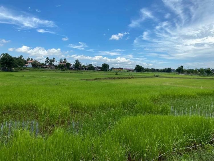 ขาย ที่ดิน ตำบลกระโพ อำเภอท่าตูม จังหวัดสุรินทร์, ภาพที่ 4