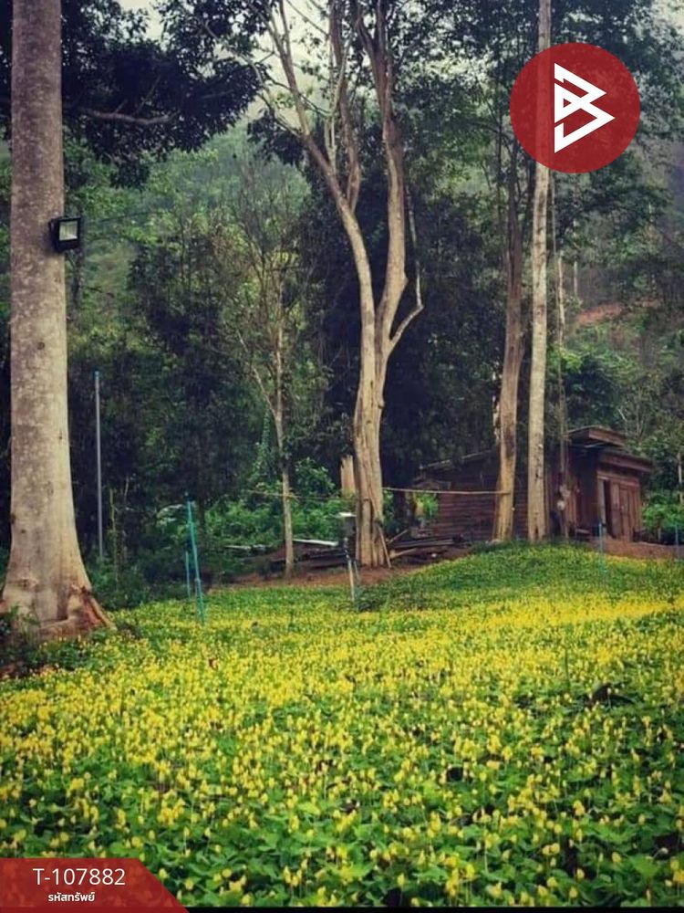 ขายที่ดินพร้อมสวนทุเรียน เนื้อที่ 7 ไร่ 1 งาน 11 ตร.วา ลับแล อุตรดิตถ์, ภาพที่ 4