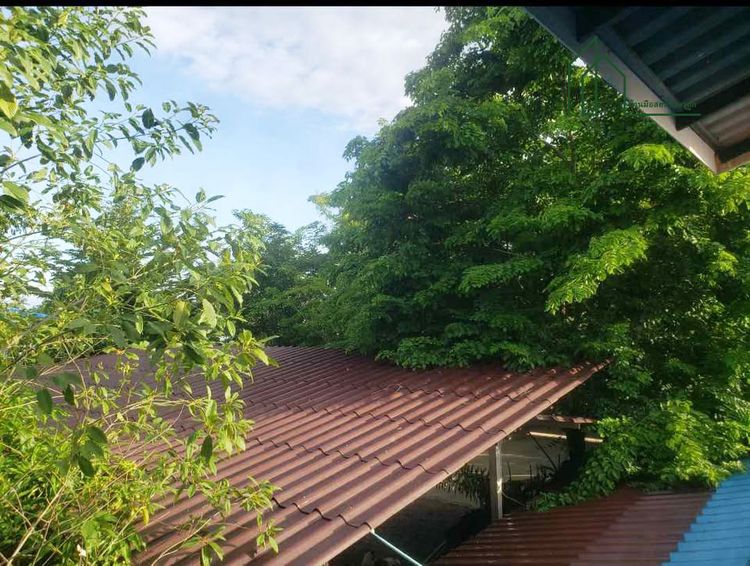ขายด่วนบ้านสวน 240 ตรว. บ้านพร้อมที่ดินหน้ากว้าง 32 เมตร สมุทรสาคร , ภาพที่ 4