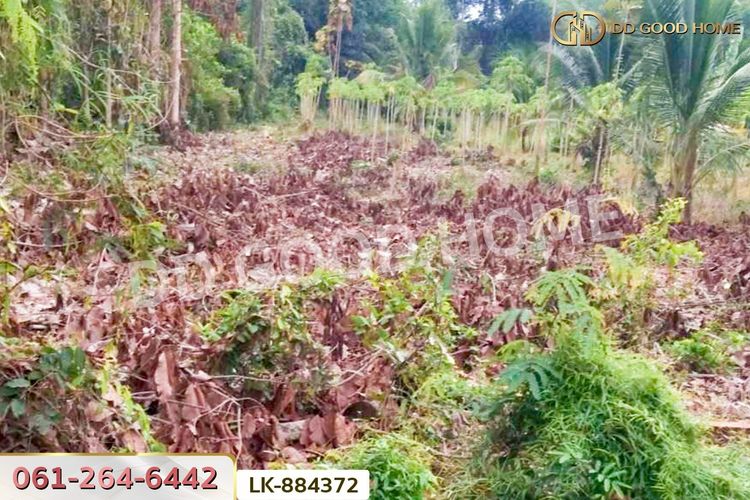LK-884372 ที่ดินชุมแสง 2 ไร่ 171 ตร.ว. นครสวรรค์ ใกล้วัดดงกะพี้, ภาพที่ 4