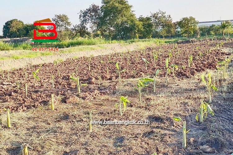 ที่ดินเปล่า แปลงสวย ซอยคริสจักรปทุมธานี เนื้อที่ 1-1-17.9 ไร่ 307, ภาพที่ 4