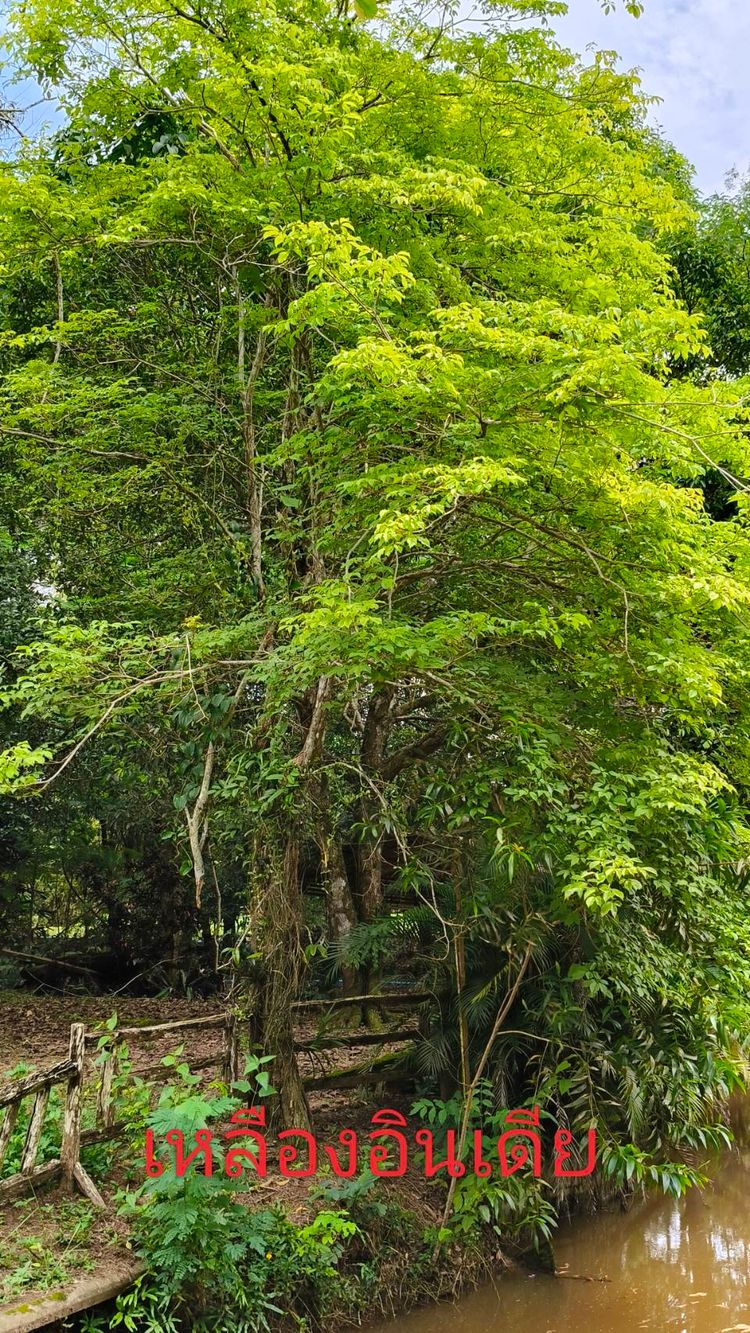 สวนศูนย์เรียนรู้สมุนไพร ผสมสวนผลไม้  พร้อม  บ้านพัก  , ภาพที่ 4