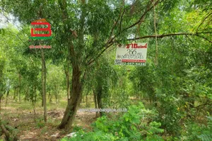 ที่ดินเปล่า หมู่บ้าน ฟีนิกซ์ ปาร์ค ซอยไอยรา 28 เนื้อที่ 266 ตรว. ถนนไอยรา ตำบลคลองสอง อำเภอคลองหลวง จังหวัดปทุมธานี
