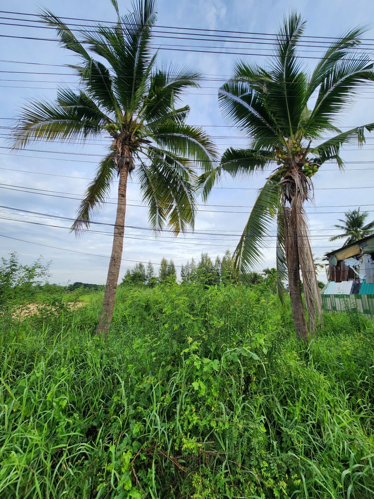 🌳✨ ที่ดินเปล่า 96 ตรว. นครชัยศรี ใกล้เซ็นทรัลศาลายา ทำเลธรรมชาติ 🌳✨, ภาพที่ 4