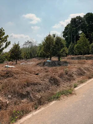 ขายสวนยางพร้อมผลไม้ ระยอง 5 ไร่กว่า ติดถนนคอนกรีต 6 เมตร