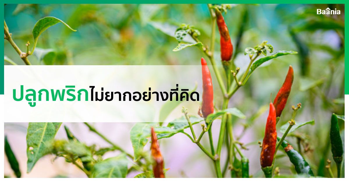 บ้าน, ภาพหลัก