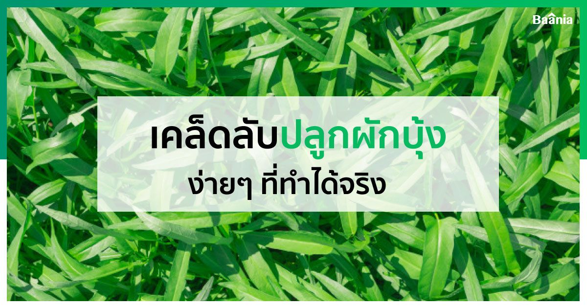 บ้าน, ภาพหลัก