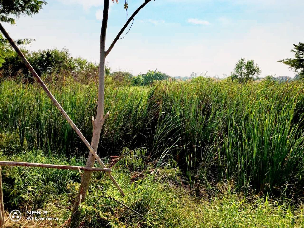 ขาย ที่ดิน ตำบลหนองเพรางาย อำเภอไทรน้อย จังหวัดนนทบุรี, ภาพที่ 4
