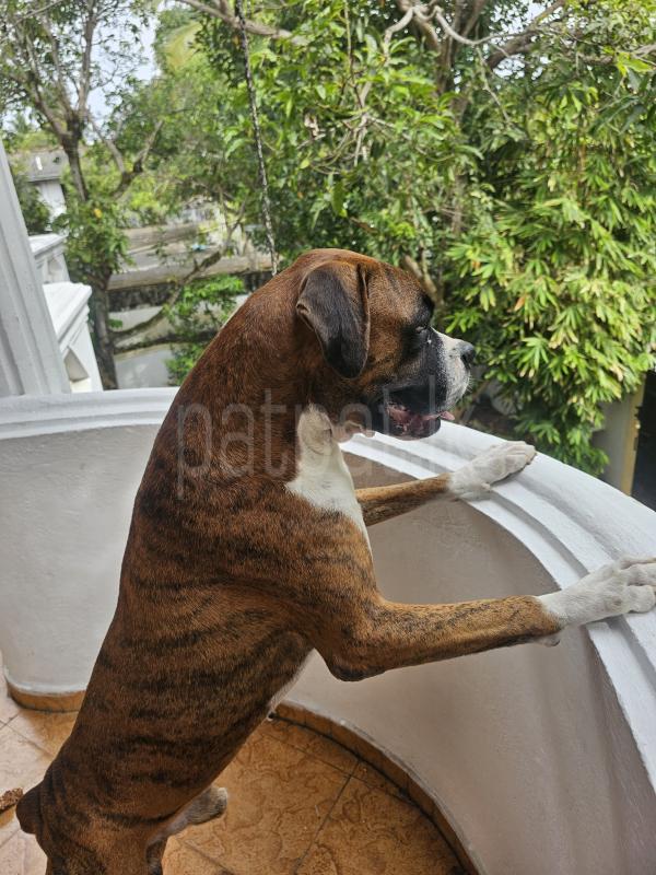 Boxer for Crossing