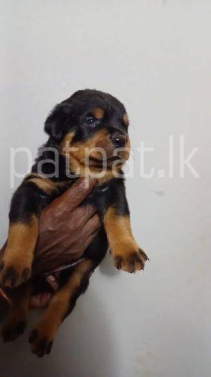 Rottweiler Puppies