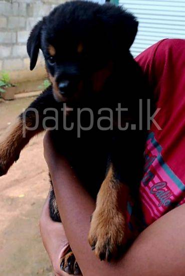 Female Rottweiler Puppy