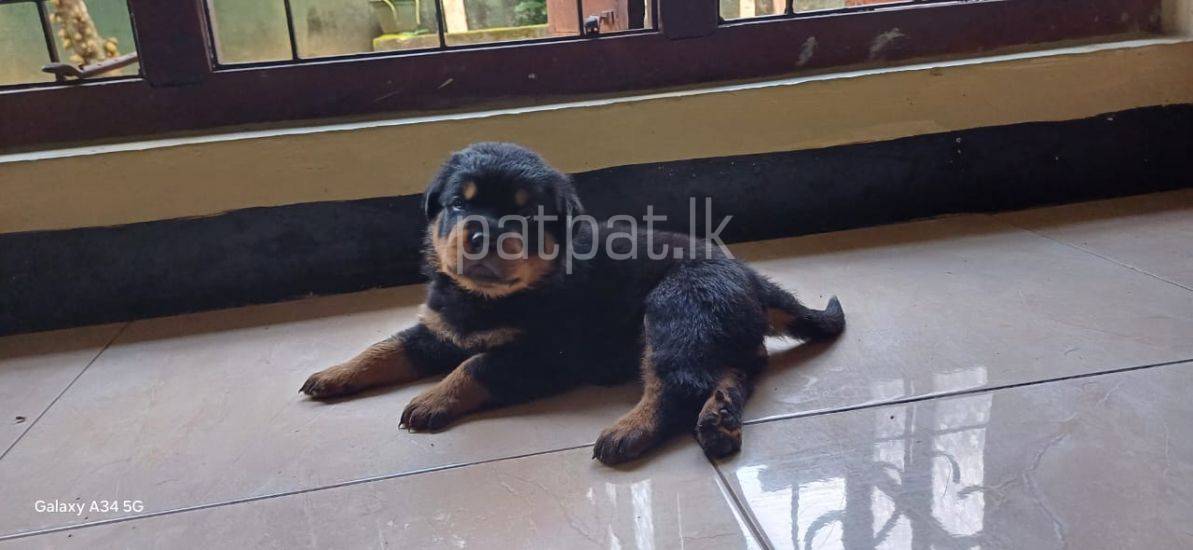 Rottweiler Puppies