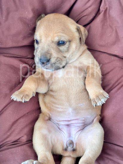 American Pitbull