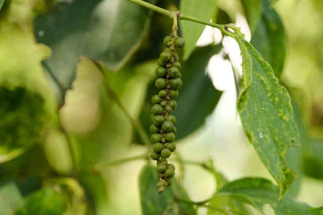 kampot-pepper