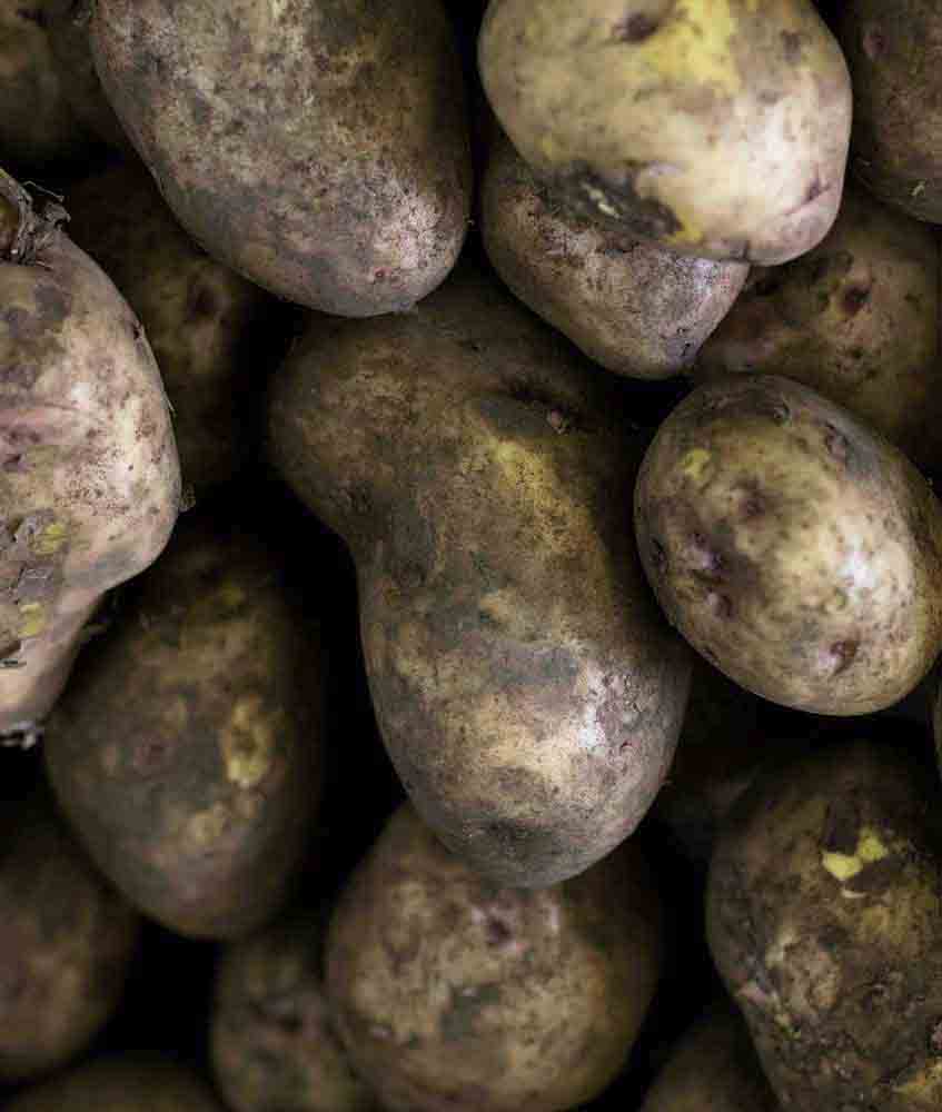 Organic White Russet Potatoes Kalimoni Greens