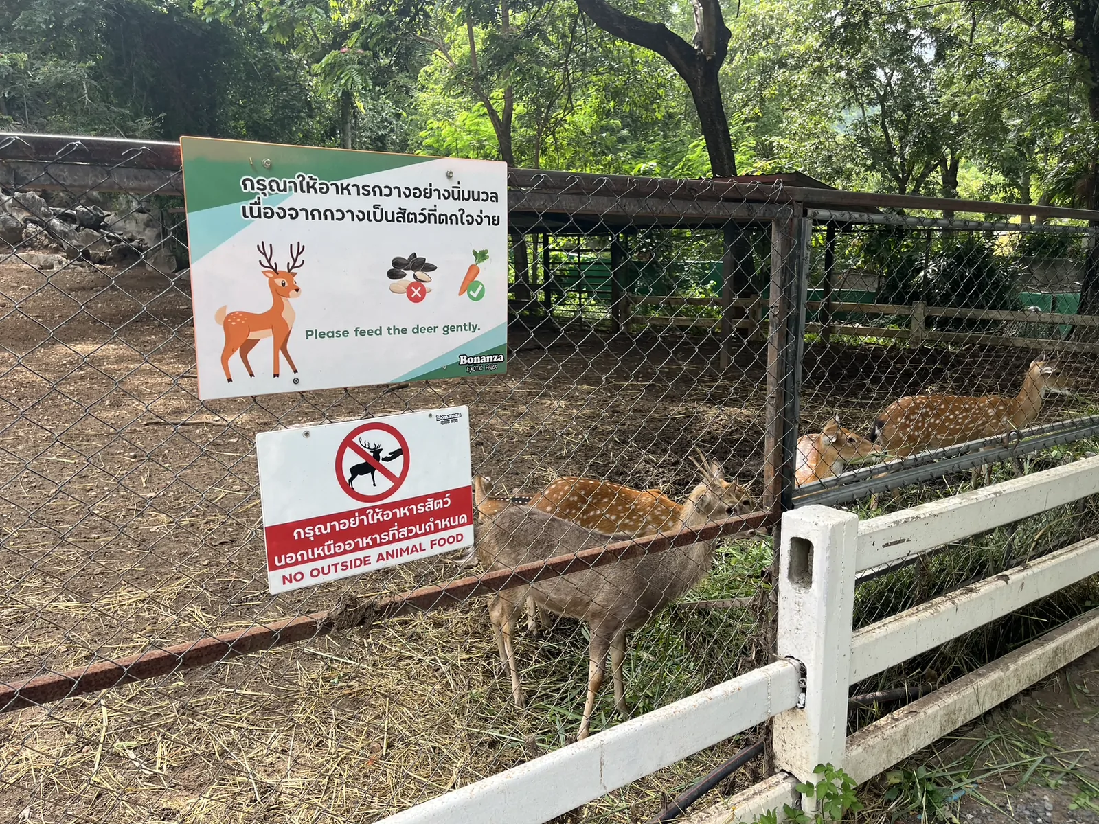 The Bonanza Exotic Park เขาใหญ่ ปากช่อง นครราชสีมา — กิจกรรมให้อาหารสัตว์ที่โบนันซ่า มีสัตว์อะไรบ้าง