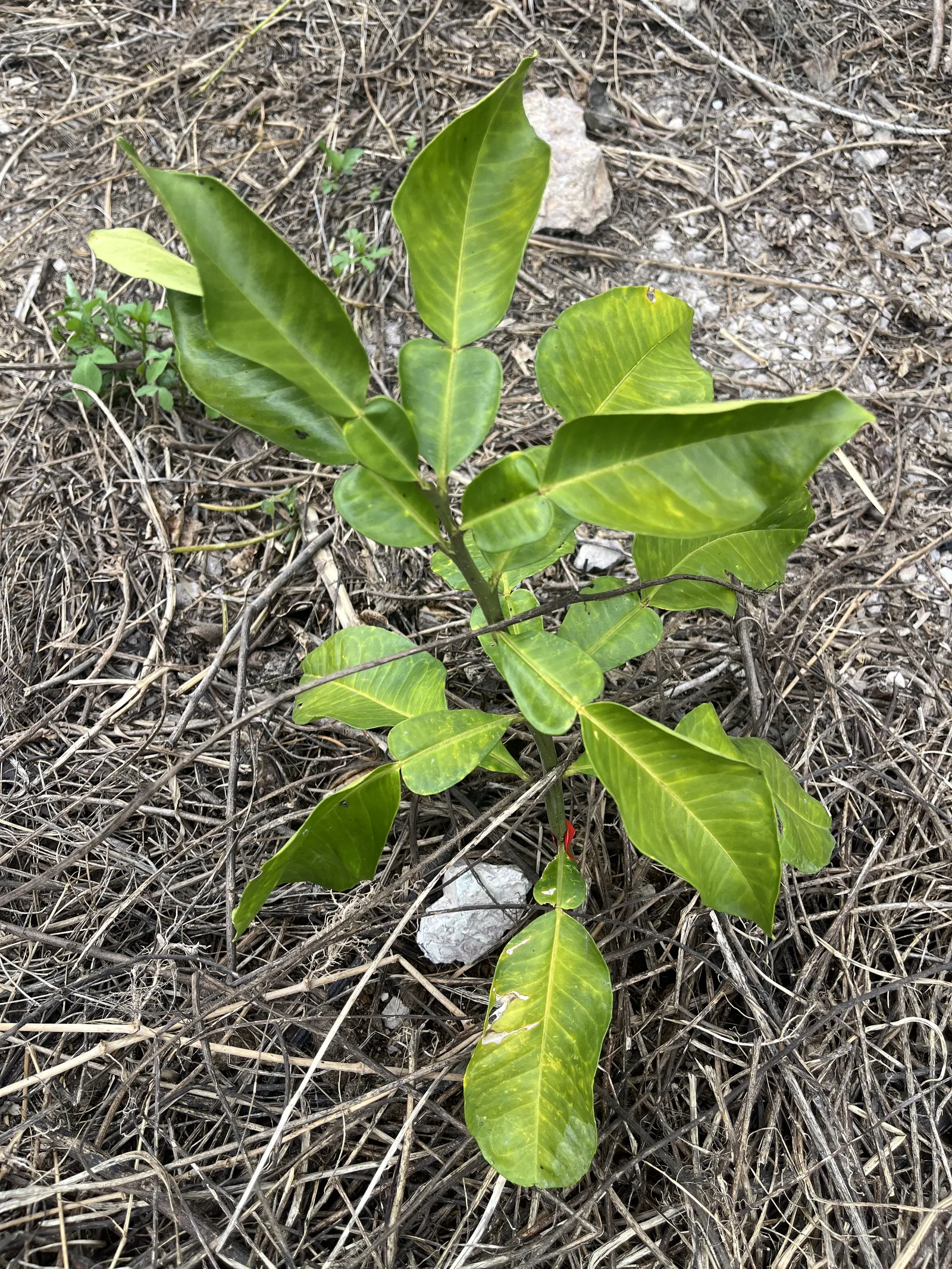 ส้มโอปลูก 25 วัน ใบม้วนใบไหม้ — หาสาเหตุจากดิน — ใบไหม้เกิดจากอะไร — กรณีส้มโอ 25 วันที่เจอเอง