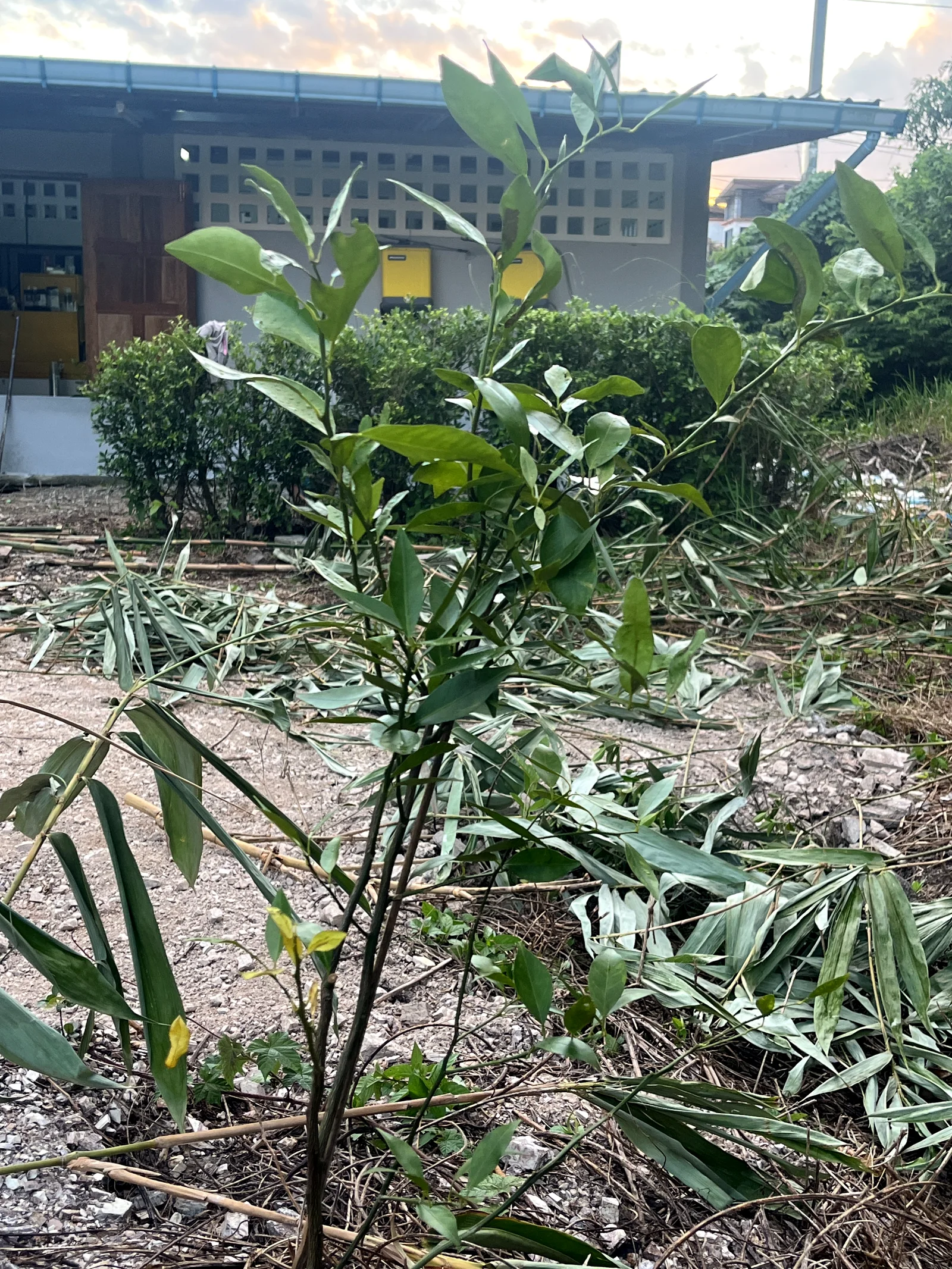 ทำเกษตรแบบคิดเป็นธุรกิจ — Smart Farm หลังโรงงาน — Smart Farmer คือ อะไร ใช้ AI ยังไงในแปลงจริง