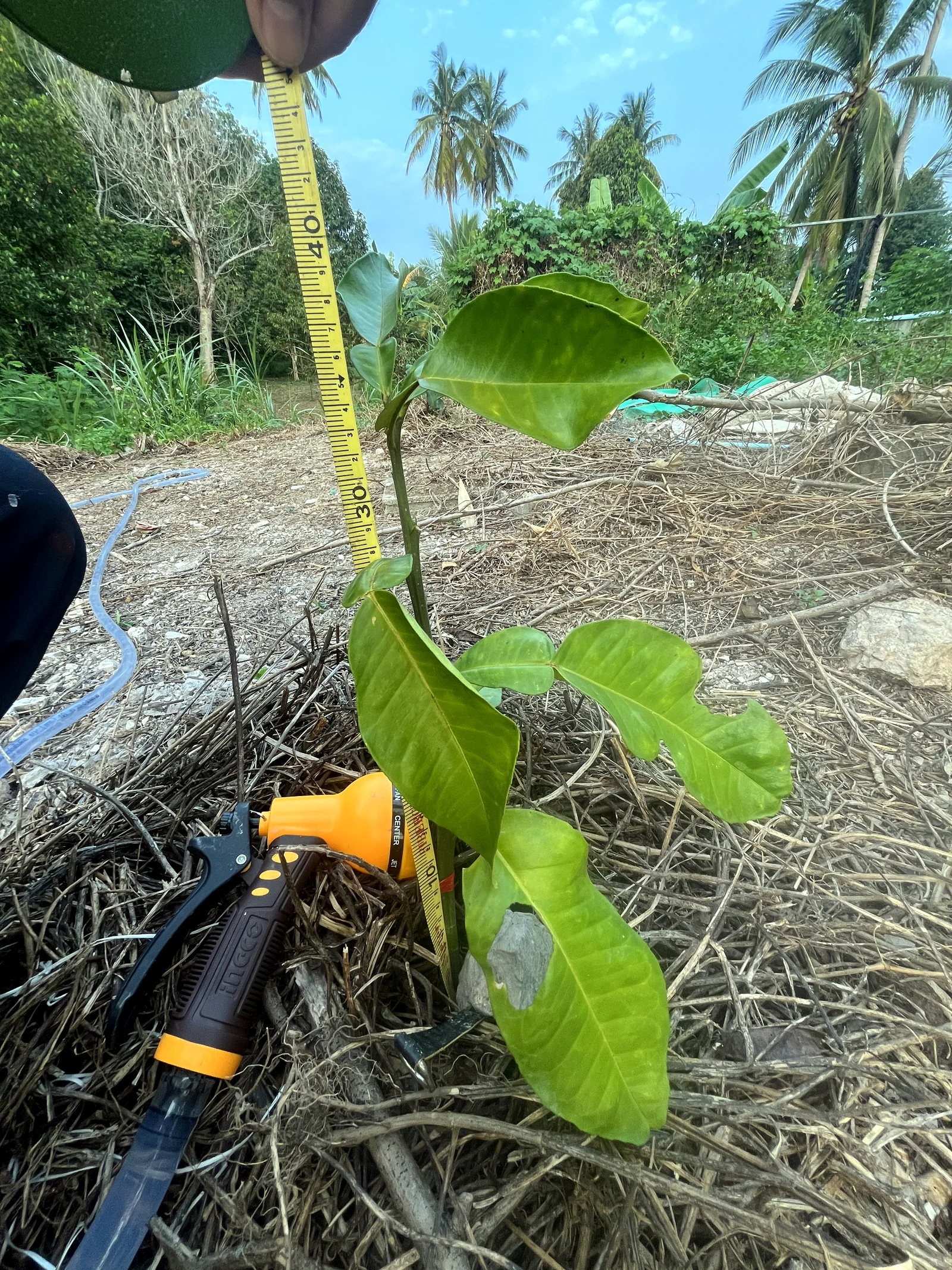 ส้มโอปลูก 25 วัน ใบม้วนใบไหม้ — หาสาเหตุจากดิน — ใบม้วนไหม้ปลายใบ เป็นยังไง ต่างจากใบเหลืองตรงไหน