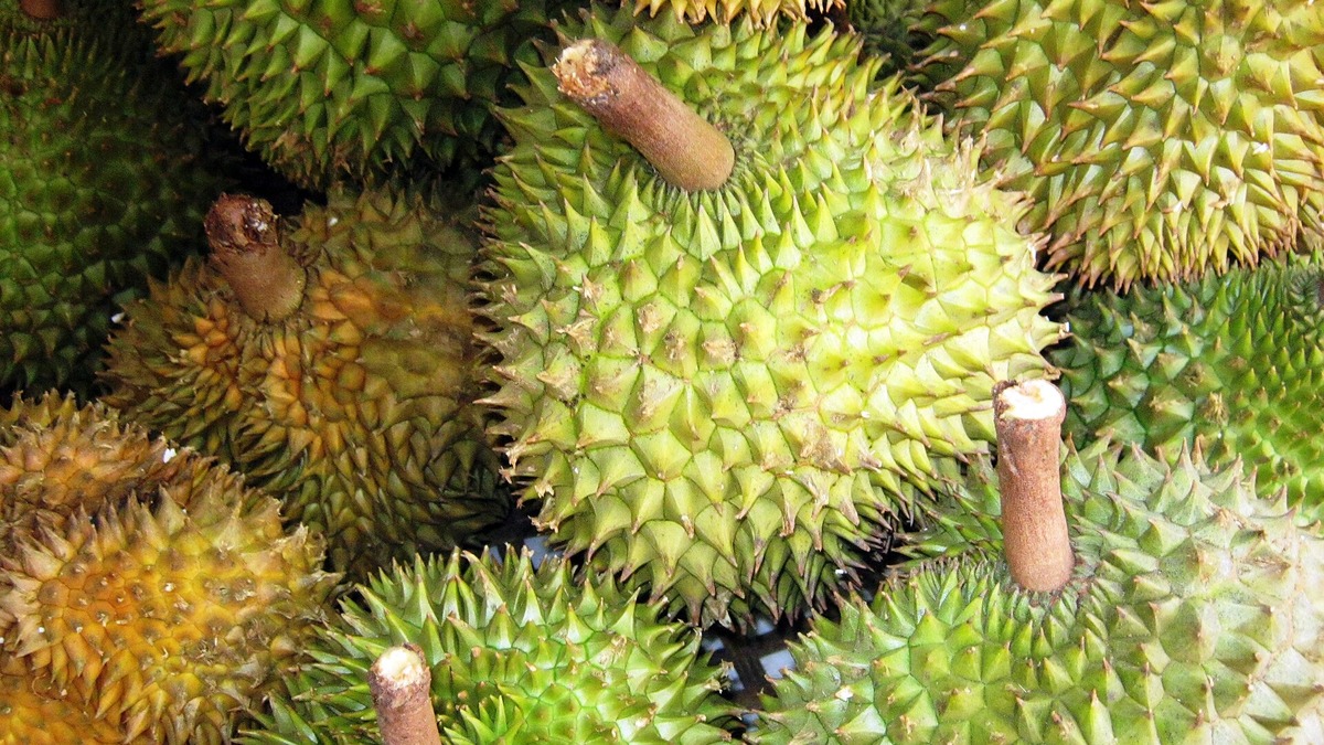 ทุเรียนเวียดนาม ส่งออก 4 พันล้านดอลลาร์ แต่พึ่งจีน 95%