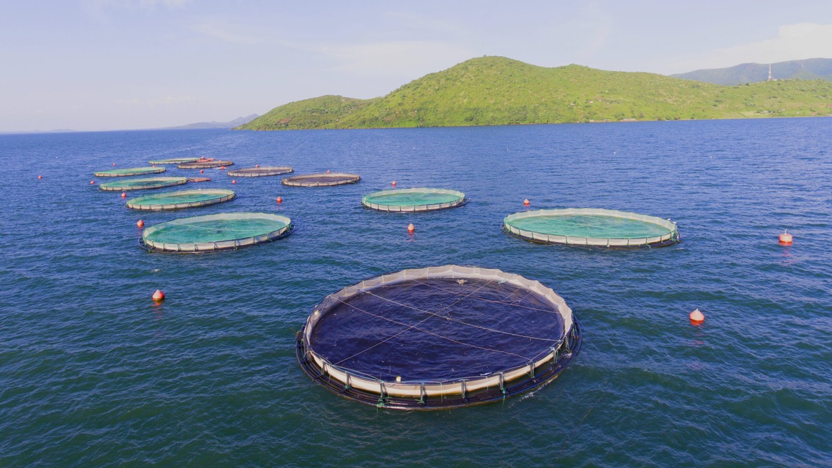 Victory Farms เคนยา ปลานิลกระชัง คุมเองจากลูกปลาถึงจุดขาย