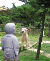 Album Chú Tiểu 3