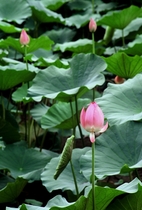 Hoa Sen