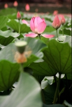 Hoa Sen