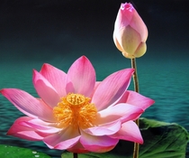 Hoa Sen