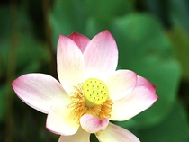 Hoa Sen