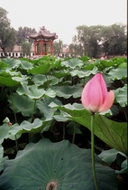 Hoa Sen