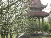 Lễ hội hoa mai