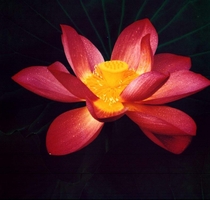 Hoa Sen