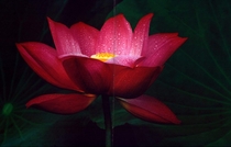 Hoa Sen