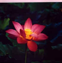 Hoa Sen