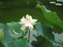 Hoa Sen