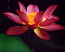 Hoa Sen
