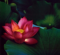 Hoa Sen