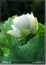 Hoa Sen