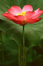 Hoa Sen