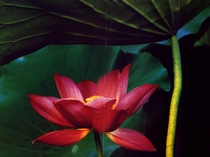 Hoa Sen