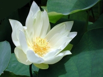 Hoa Sen