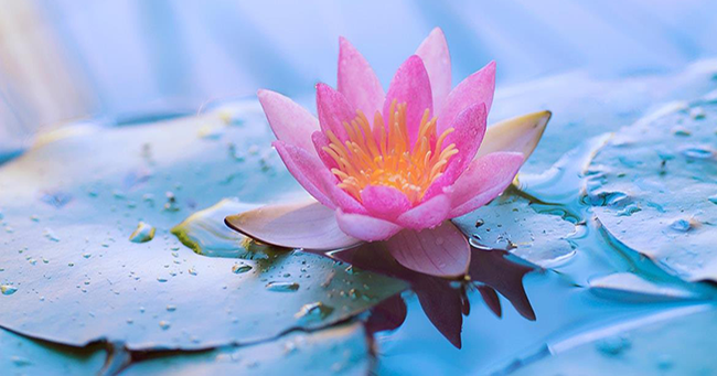 Người thường nở nụ cười, nhất định là một người khôn khéo